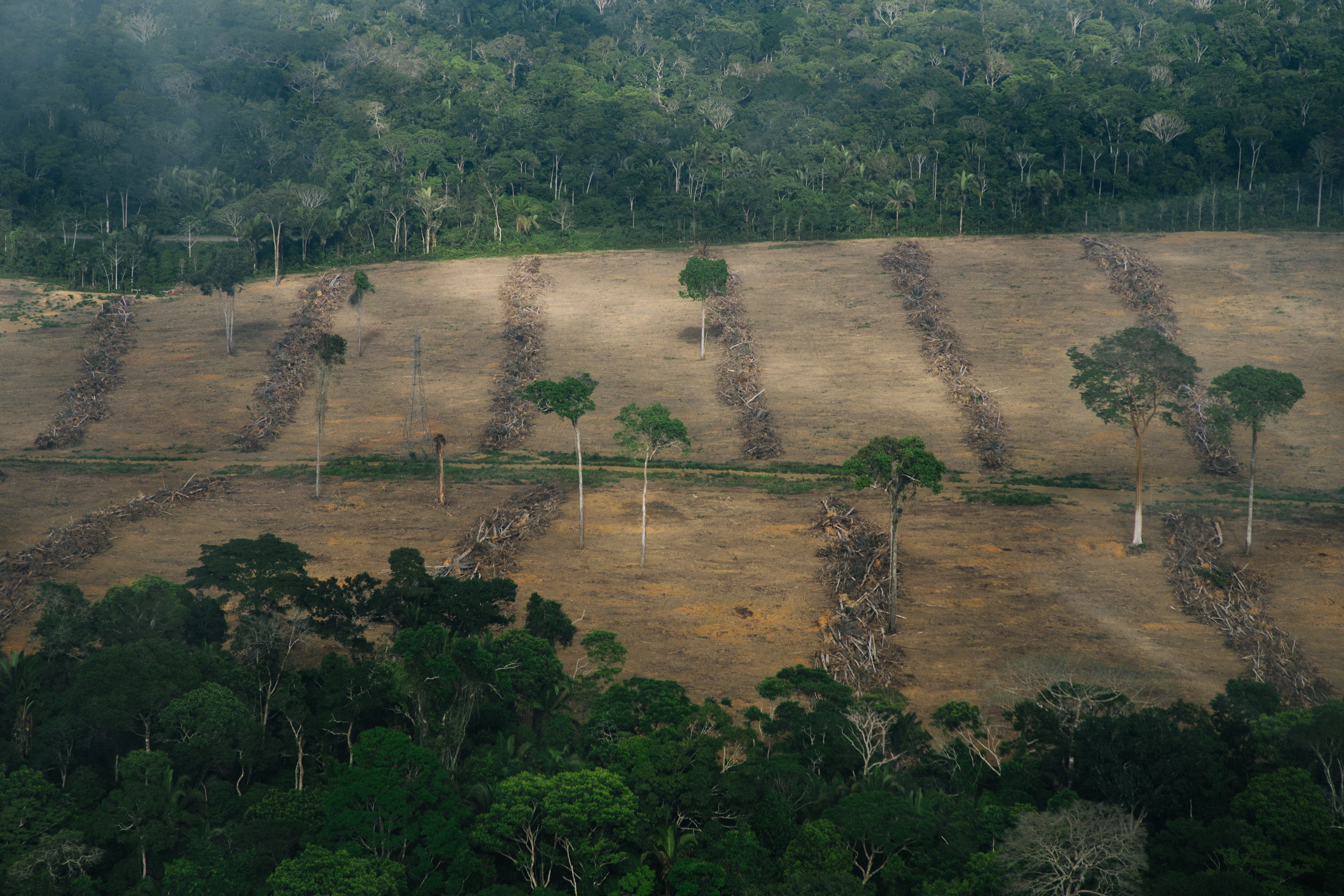 Project Rondônia: On the Ground in Brazil's  Rain Forest - Science  Talk Archive