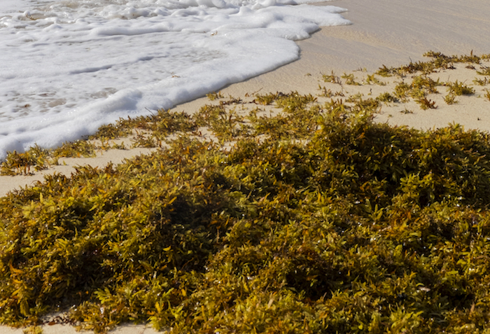 sargassum-is-affecting-anglers-but-what-about-turtles