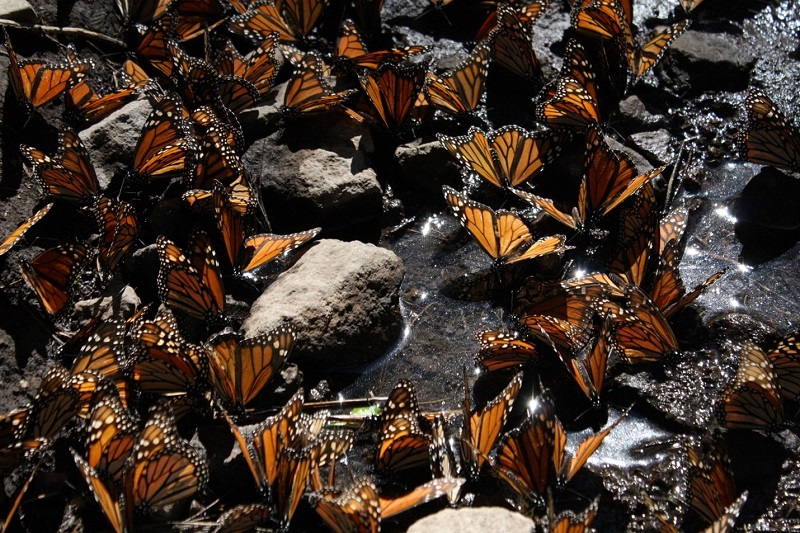 monarch butterfly forest mexico
