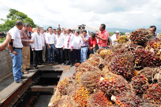 Juan Sabines, the governor of Chiapas at the time, and Manuel Velasco, then governor-elect, unveil the Zitihault palm oil processing plant in Villa Comaltitlán. July 2012.
