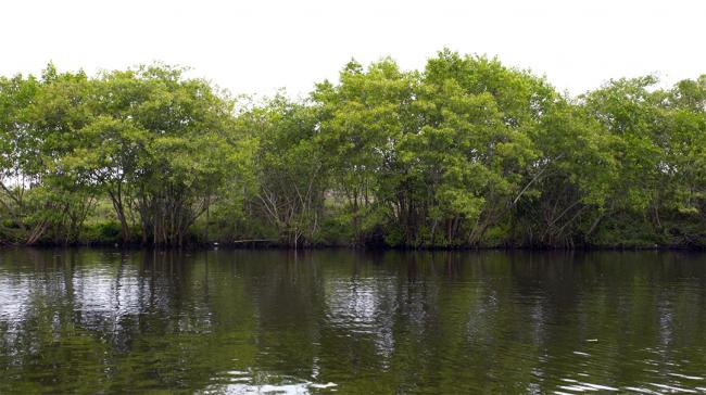 Mangroves in the buffer zone near El Palmarcito Lagoon. (Aldo Santiago)