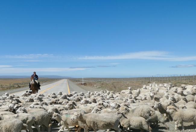 Herding sheep near Gente Grande, Tierra del Fuego, Chile, January 2024. (Peter Klepeis)