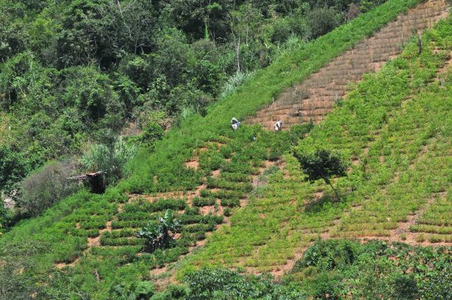 A coca plantation near Caranavi, in western Bolivia, 2010. (CIAT/NeilPalmer / CC BY-SA 2.0)