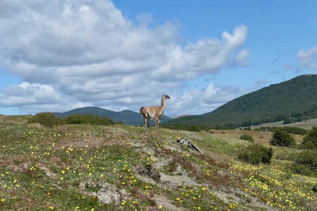 A lone guanaco stands in January 2024 in Tierra del Fuego, Chile—a site that may soon become home to energy megaprojects. (Peter Klepeis)