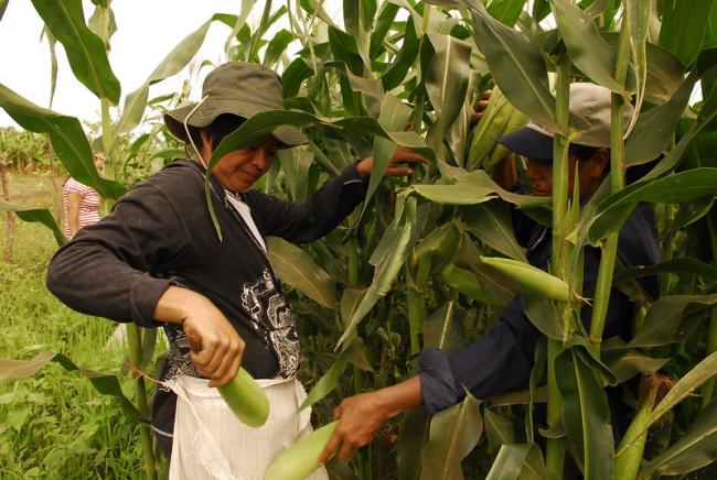 Central to Nicaragua’s popular economy are the cooperatives. Here cooperative workers pick corn in Posoltega, Nicaragua in 2012.  (Ivan M. García/Oxfam, Flickr)