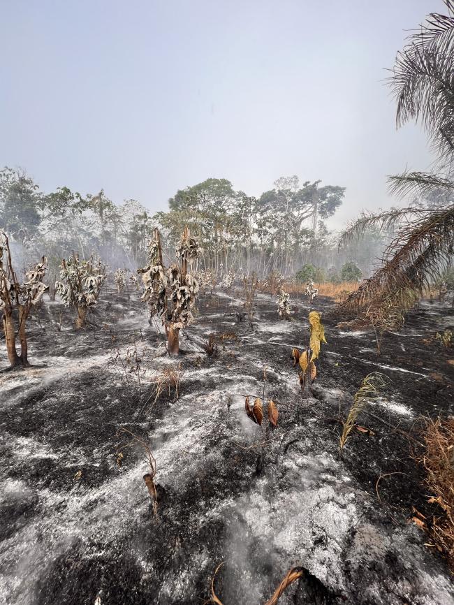 Bosques quemados en los alrededores de Asunción de Quiquibey. (Ananda Casanova)