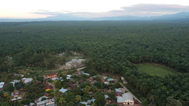 The community of Chapin Abajo, on the edge of a large African palm plantation (Rich Brown)