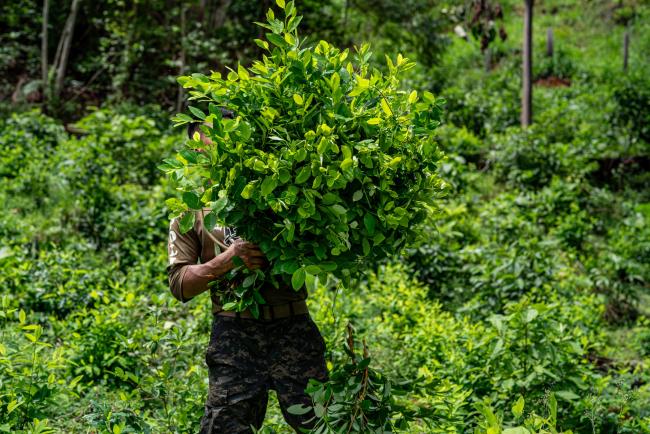 A Honduran soldier holds up a coca plant while carring out a eradication mission in the department of Colón. (Fritz Pinnow)