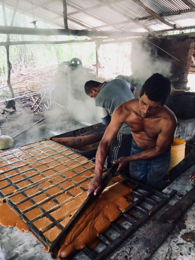 Campesinos in El Orejón make panela (Photo by Alex Diamond)