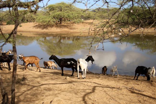 Near Ipapure, a goat herd huddles around a small reservoir known in the Wayuunaiki language as a jagüeye. (Photo by Christina Noriega)
