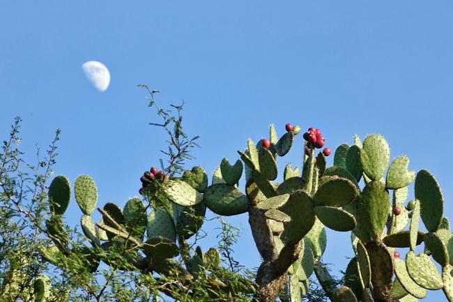 The insult “tienes el nopal en la cara” (“you have a cactus on your face”), used to derogate Indigenous phenotypes, makes a reference the “nopal” or prickly pear cactus (Lucy Nieto / CC BY-NC-SA 4.0 Deed)