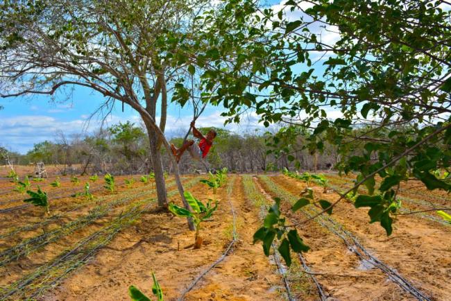 João Vitor climbs tree in vegetable gardens in the Assentamento (Settlement) Safra, Pernambuco (Photo by Mel Gurr)
