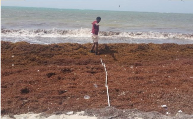 Heaps of sargassum dry on a shore. (Photo courtesy of Mona Webber)