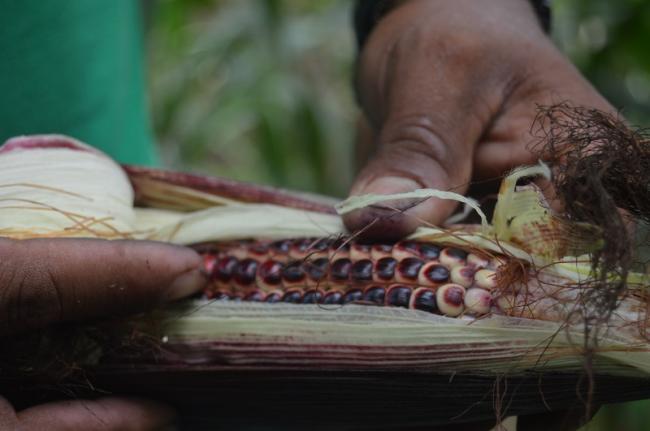 A seed guardian displays a treasured variety of native maize from the Caribbean Region of Colombia (Valeria García López).