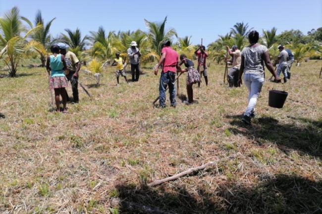 Guarifuna of Honduras harvesting palm oil that has taken over the region as a monoculture crop. (Raúl Zibechi)