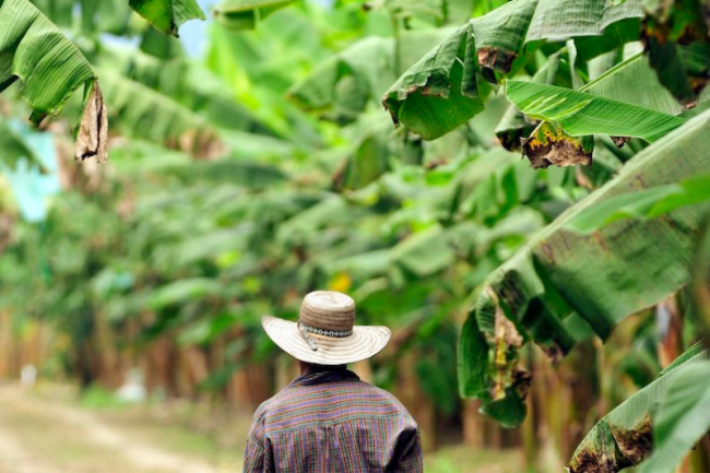 A banana plantation in west-central Colombia, 2010. (Neil Palmer / CIAT / CC BY-SA 2.0)