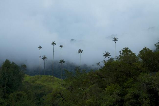 Wax palms towering above a cloud forest in Colombia. (McKay Savage) 