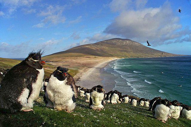 Saunders Island with Southern Rockhopper Penguins, the Falklands (Ben Tubby, Flickr)