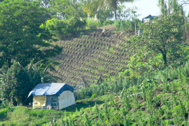 Ganja field and growing shanty, northern Saint Vincent.  (Kevin Edmonds)