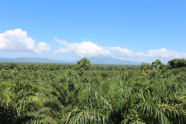 Palm oil trees in in Bajo Aguán, Honduras (Flickr/ICIJ Online). 
