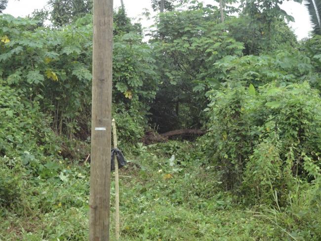 A survey line cut through a forest near the Maya community of Golden Stream. (Julian Cho Society)